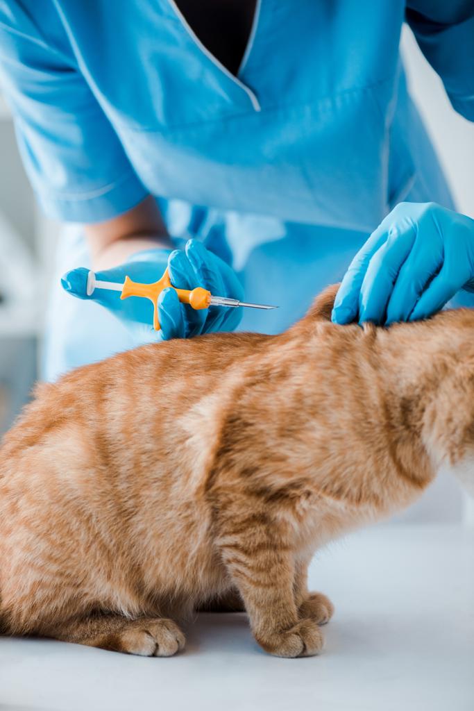 bijgesneden weergave van dierenarts houden huisdier microchip spuit in de buurt van rode kat - Foto, afbeelding