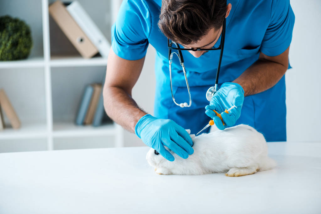 attente dierenarts maken implantatie van identificatie microchip schattig wit konijn - Foto, afbeelding