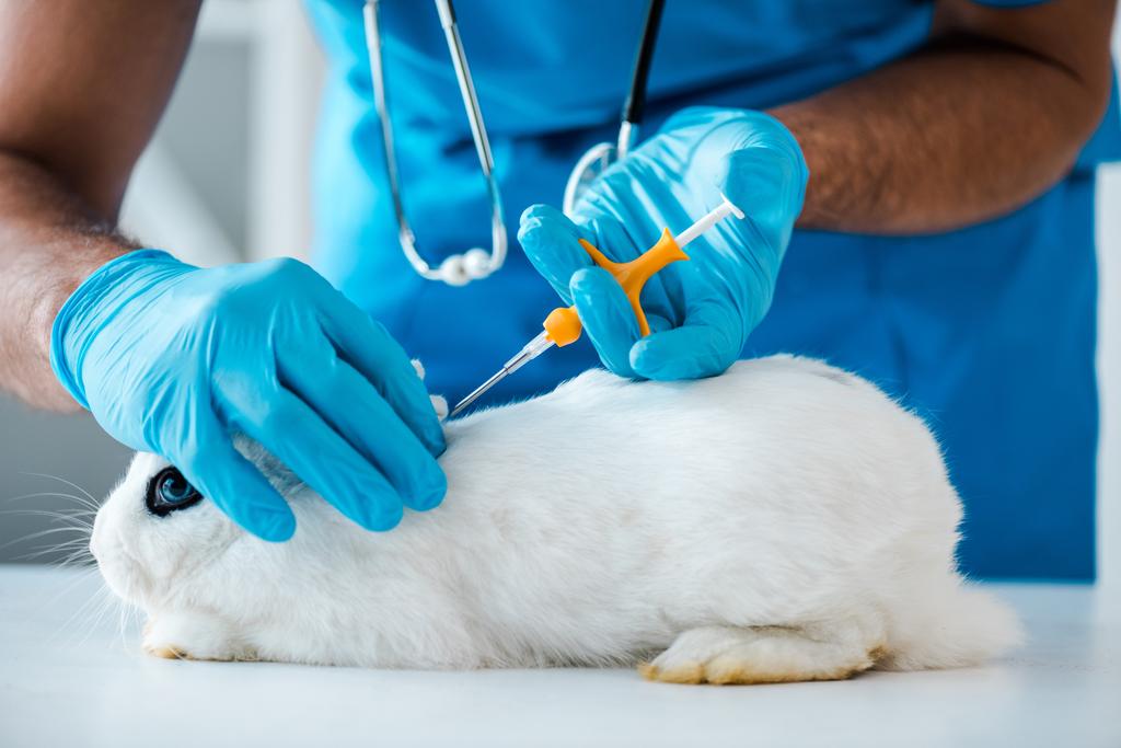 обрезанный вид ветеринара, делающего имплантацию идентификационного микрочипа милому белому кролику
 - Фото, изображение
