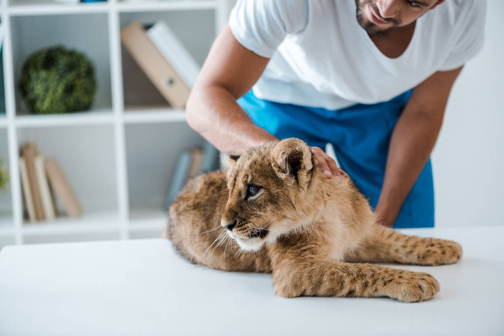 abgeschnittene Ansicht des Tierarztes berührt entzückendes Löwenjunges, das auf dem Tisch liegt - Foto, Bild