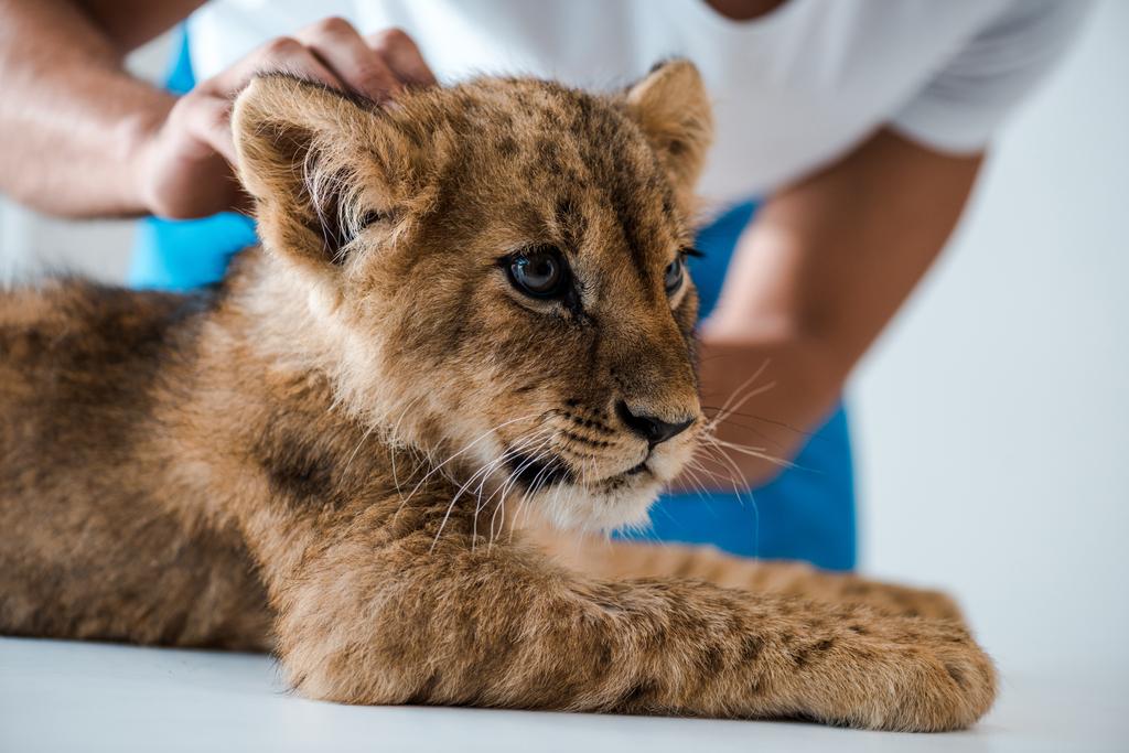 cropped view of veterinarian examining adorable lion cub in clinic - 写真・画像