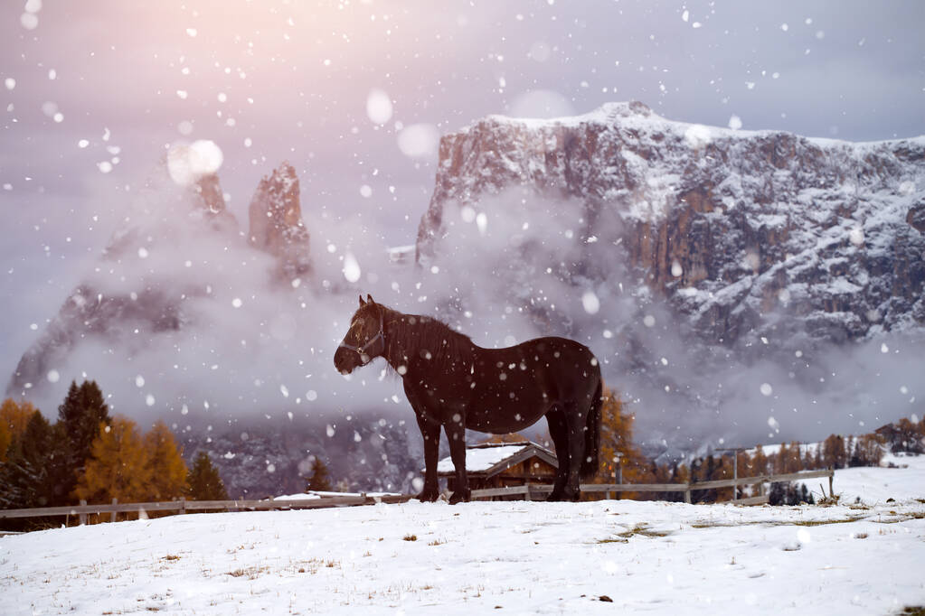 Cavalli nella neve all'Alpe di Siusi, Alto Adige, Italia
 - Foto, immagini