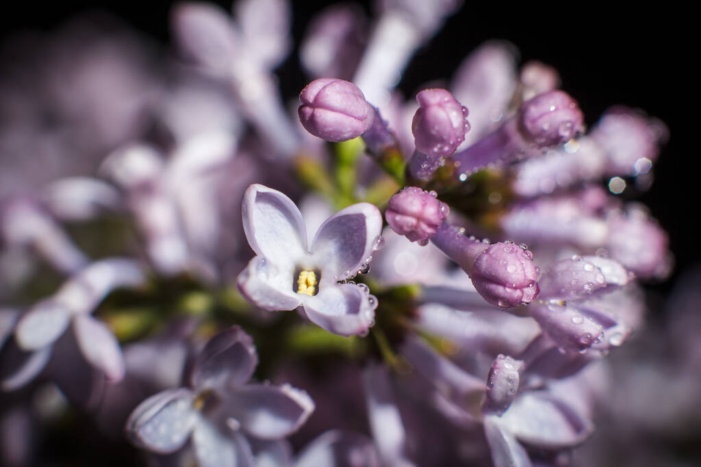 Красива фіолетова гілка бузку на початку весни
 - Фото, зображення