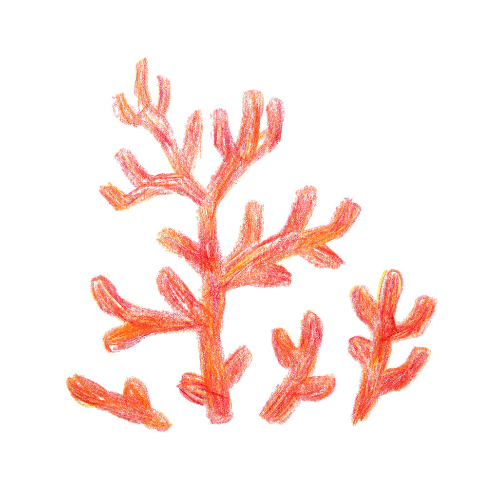 Czerwony koralowiec. Tropikalny koralowy polip. Mieszkaniec mórz. Ręcznie rysowane przez czerwone i żółte ołówki. Izolacja na białym tle. - Zdjęcie, obraz