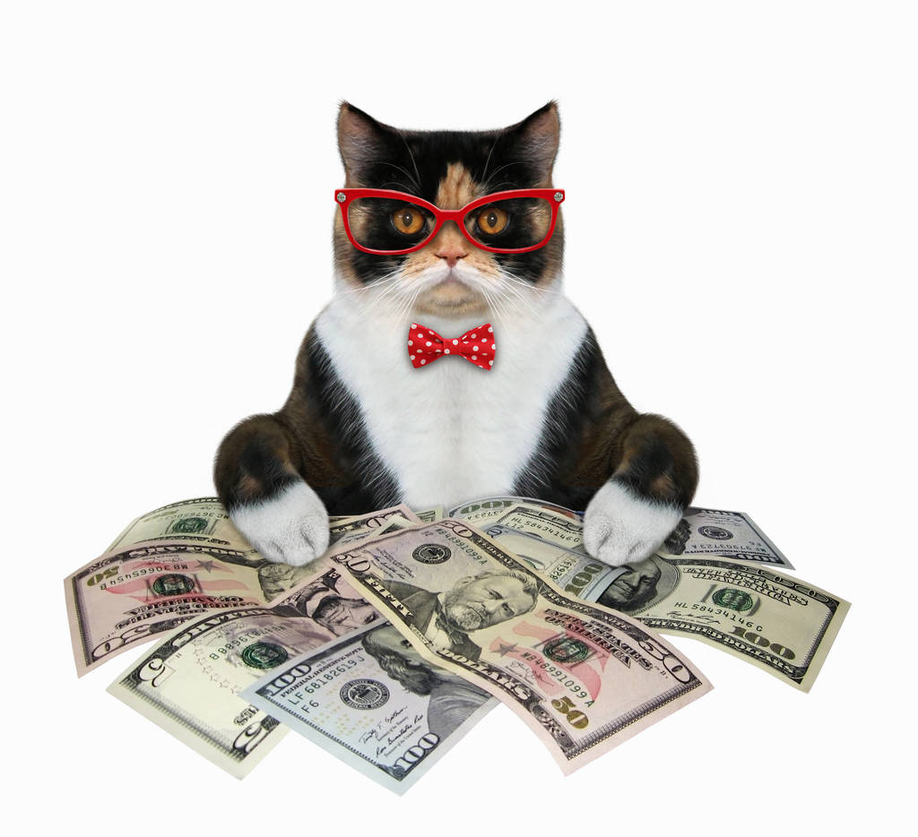 Macska bankár számolás pénz - Fotó, kép