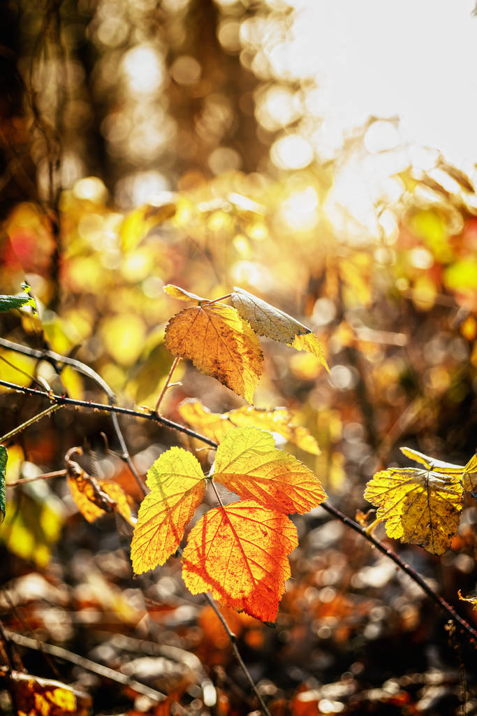 Folhas vermelhas de outono no dia ensolarado
 - Foto, Imagem