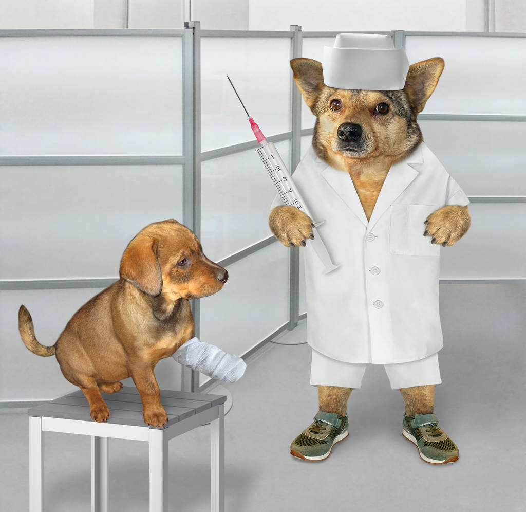 Доктор собак лікує цуценя
 - Фото, зображення