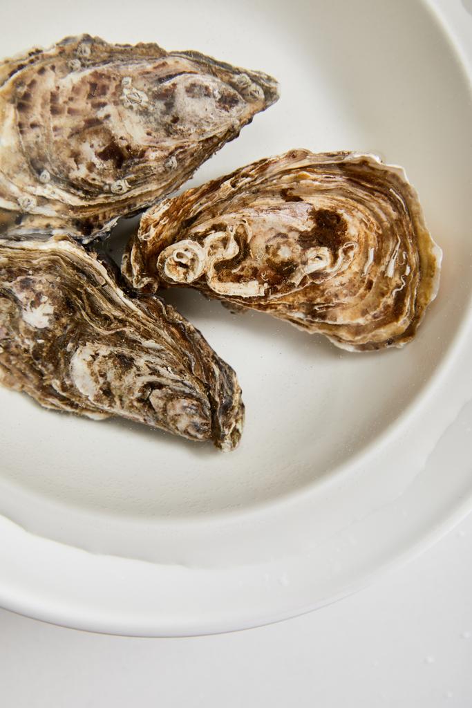 bovenaanzicht van oesters in schaal met water geïsoleerd op wit  - Foto, afbeelding
