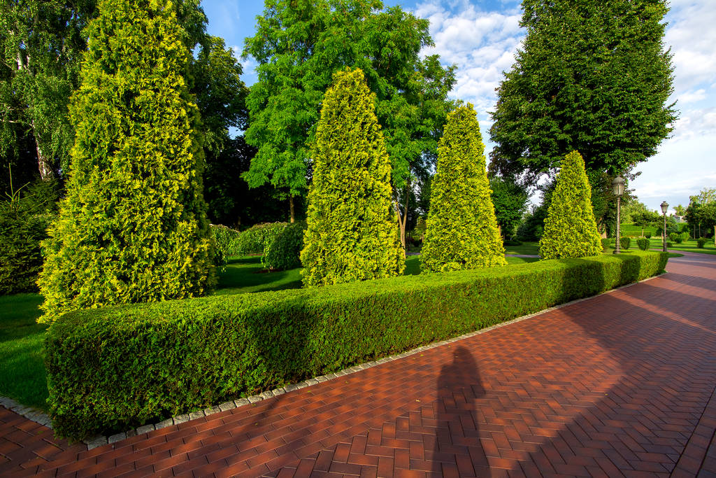 pedestre caminho de pavimentação lajes no jardim com sebe de thuja evergreen e árvores de arborvitae altas com nuvens no céu
. - Foto, Imagem