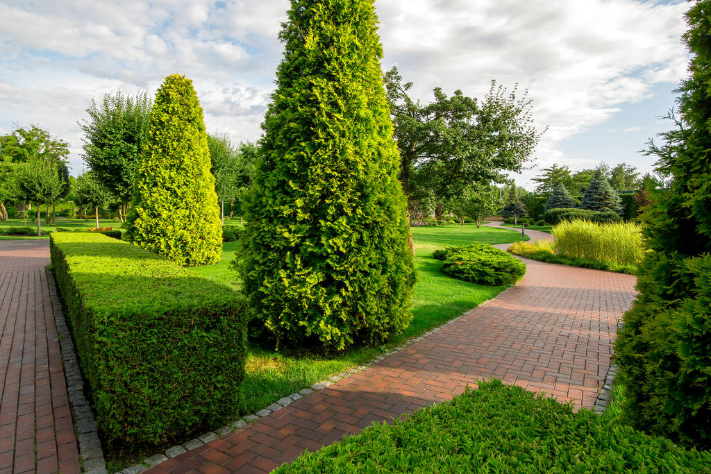 un parco con siepe di bosso e thuja sempreverde con marciapiedi tortuosi per passeggiate tra piante con nuvole nel cielo nella soleggiata giornata estiva
. - Foto, immagini