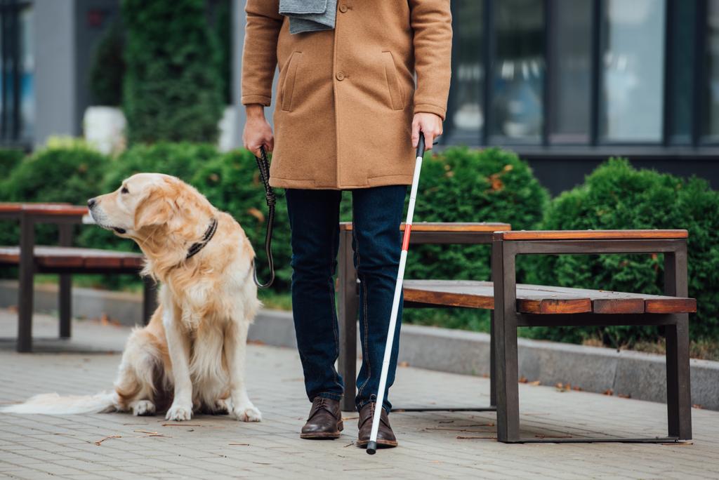 Обрізаний вид сліпого чоловіка з ходячою палицею та собакою-поводирем на міській вулиці
 - Фото, зображення