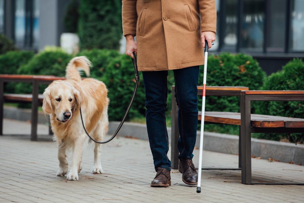 Ausgeschnittene Ansicht eines blinden Mannes mit Spazierstock und Blindenhund beim Gassigehen auf der Stadtstraße - Foto, Bild