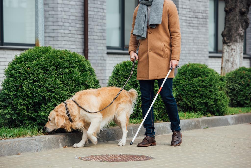 Vista cortada do homem com bengala e cão guia andando na rua
 - Foto, Imagem