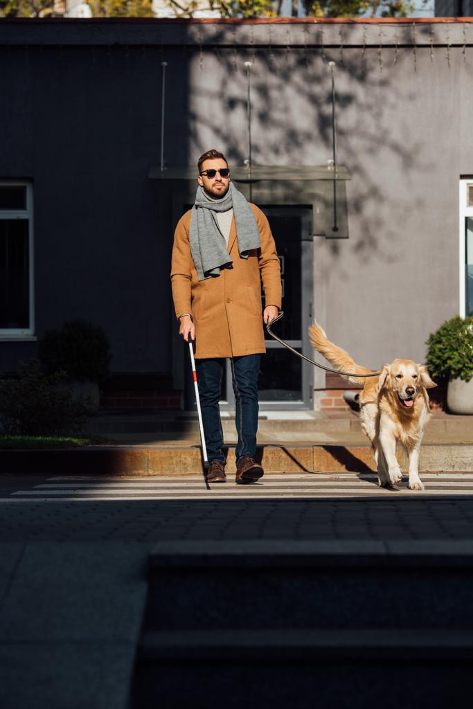 Ślepy człowiek spacerujący z psem przewodnikiem i laską na przejściu - Zdjęcie, obraz