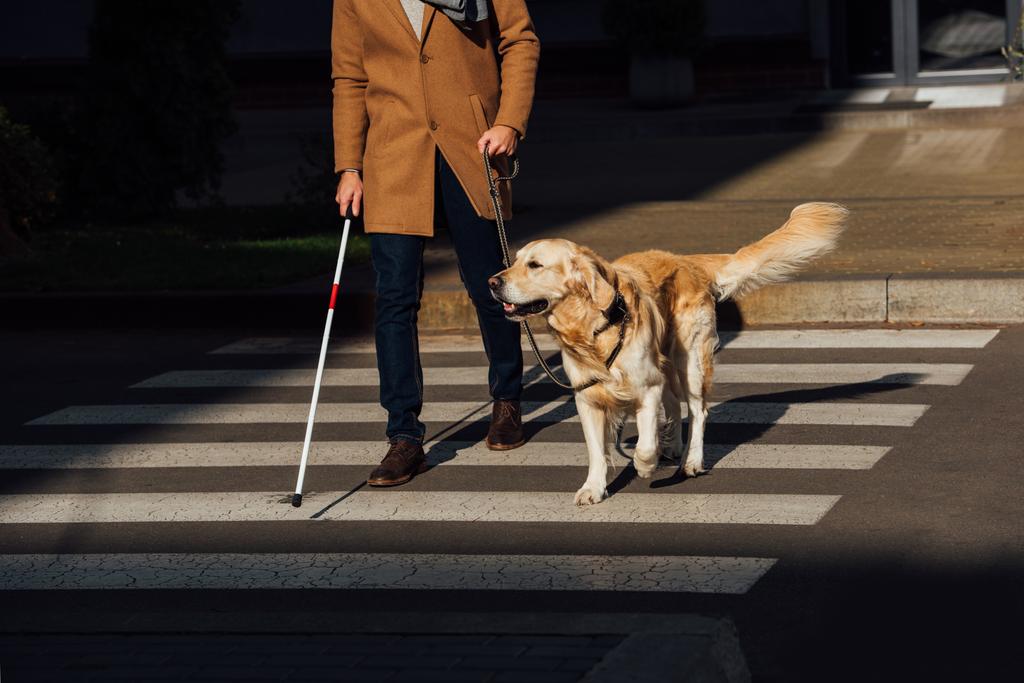 Gestroopt zicht op blinde man met stok en geleidehond wandelen op zebrapad - Foto, afbeelding