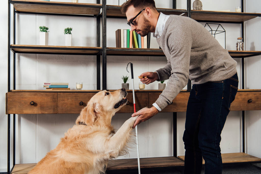 Side view of blind man holding bagel while training golden retriever at home - Photo, Image