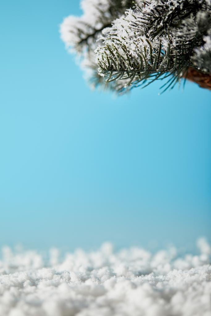 gałązki świerku w śniegu na niebiesko na tle Bożego Narodzenia - Zdjęcie, obraz