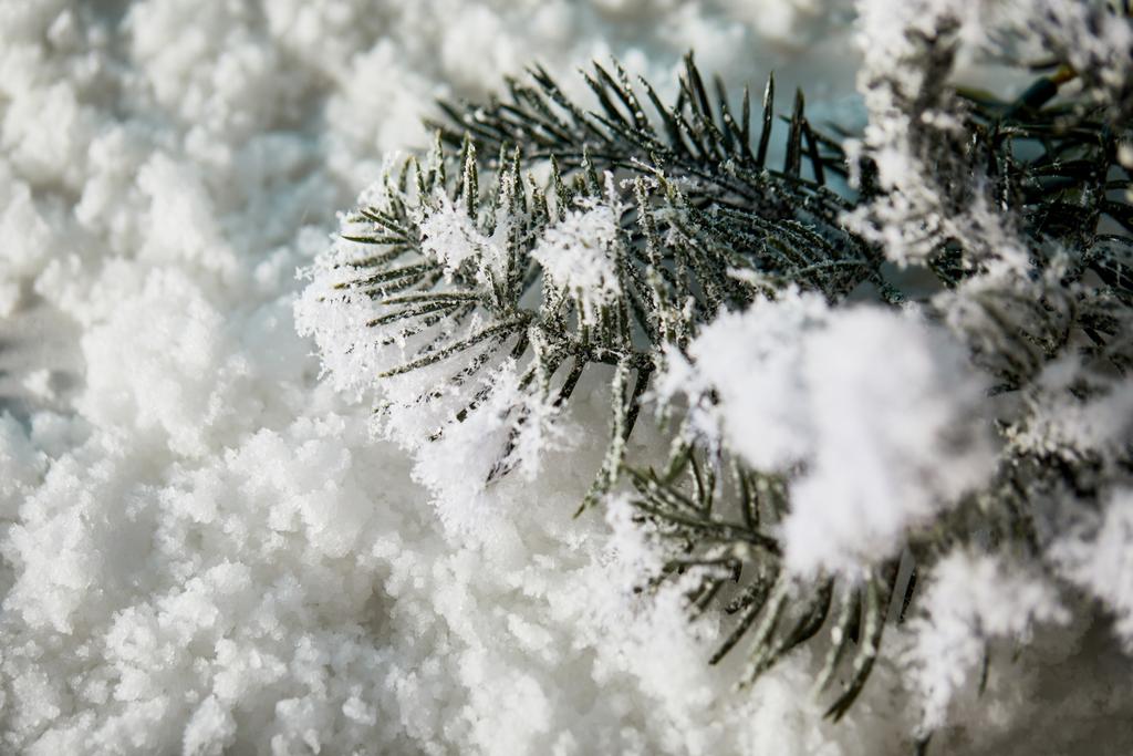 zblízka smrkových větví ve sněhu pro vánoční pozadí - Fotografie, Obrázek
