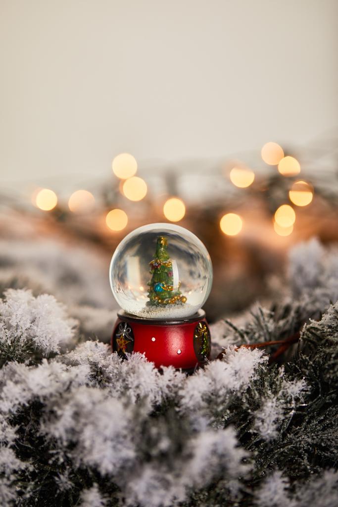 dekoracyjna kula śnieżna z choinką stojącą na gałązkach świerku w śniegu z rozmytymi światłami   - Zdjęcie, obraz