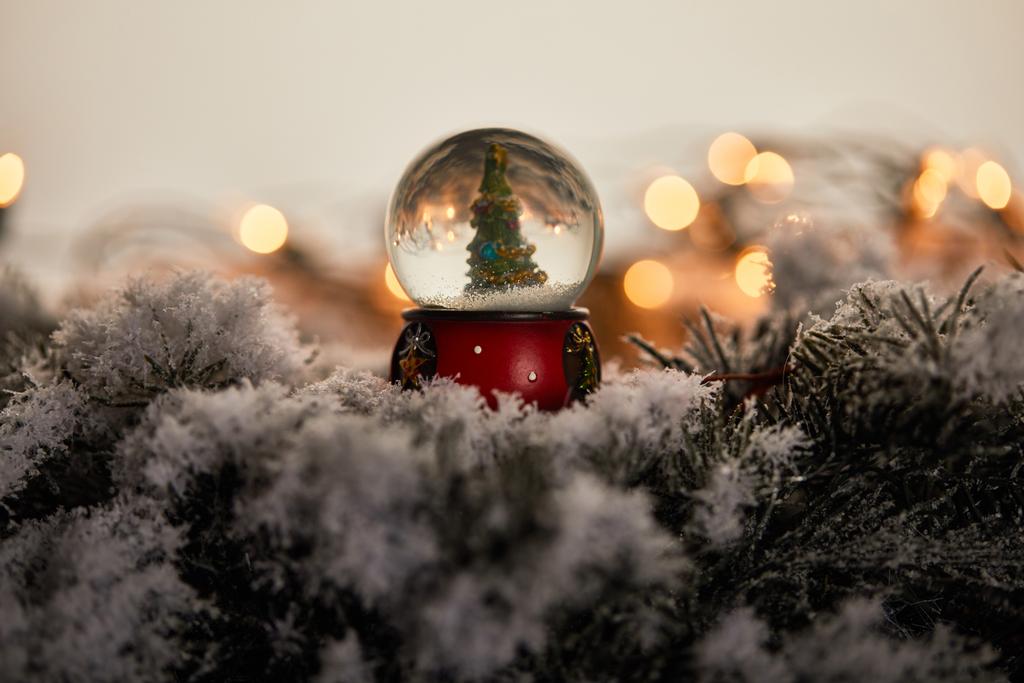 decoratieve sneeuwbal met kerstboom staande op sparren takken in de sneeuw met lampjes bokeh  - Foto, afbeelding