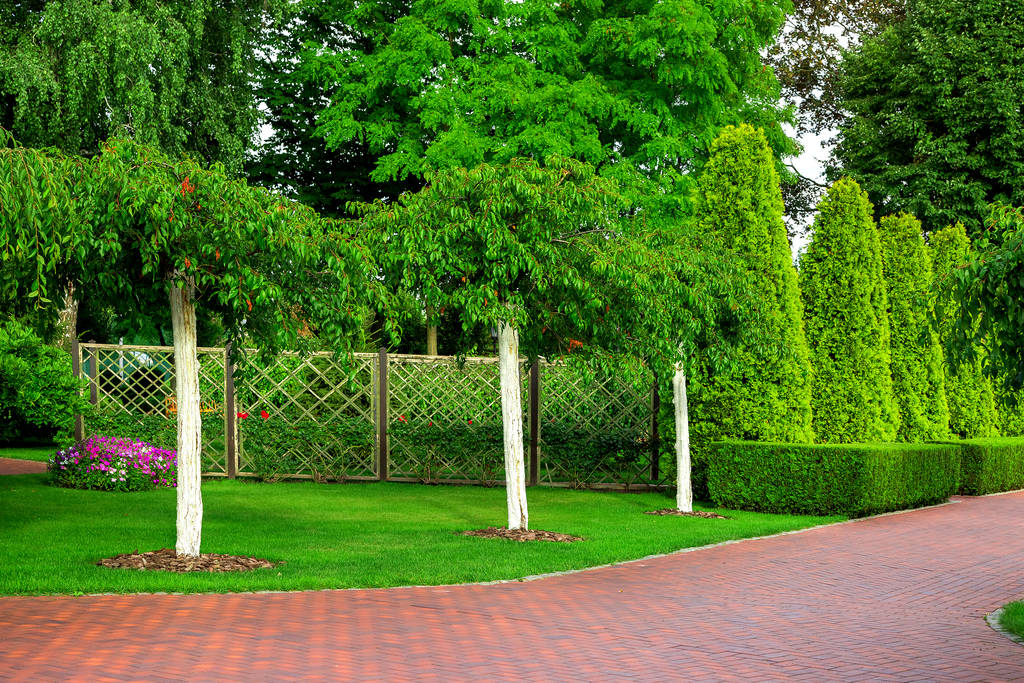 Tuin met groeiende witgekalkte bomen op de achtergrond een rozentuin met rozenstruiken en thuja heg, een park met groen op een zomerse dag. - Foto, afbeelding