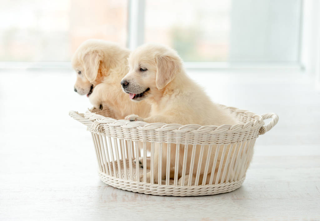 Recuperar cachorros dentro de la cesta
 - Foto, imagen