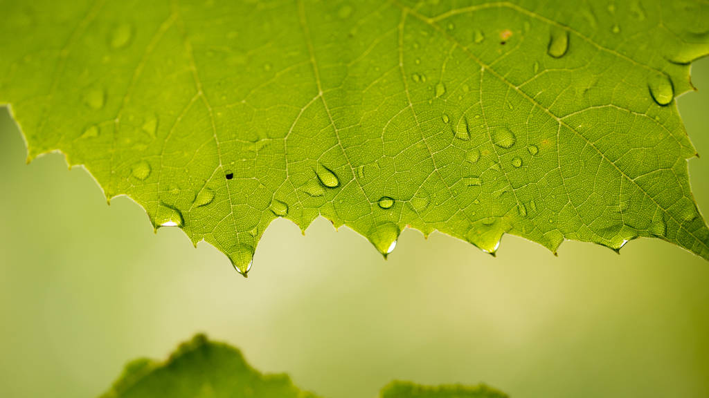 feuilles de raisin après la pluie
 - Photo, image