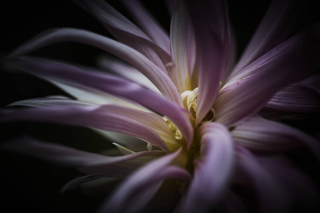 Közelkép egy egzotikus lila-fehér virág sötét homályos háttér - Fotó, kép