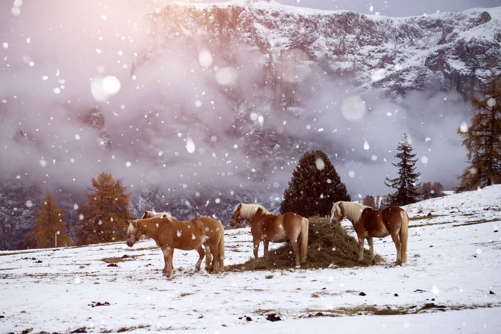 Chevaux dans la neige à Seiser Alm, Tyrol du Sud, Italie
 - Photo, image