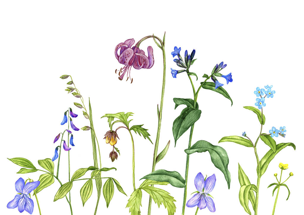 dzikie rośliny i kwiaty, rysunek przez kolorowe ołówki - Zdjęcie, obraz
