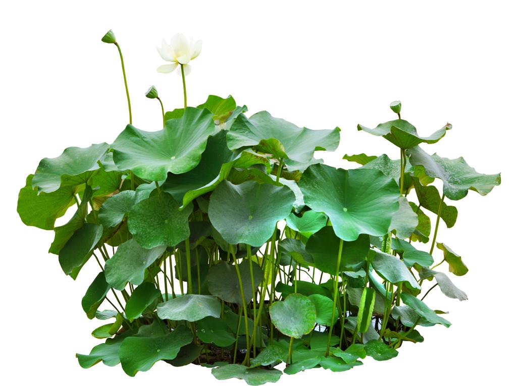 Feuilles vertes de lotus dans un étang isolé sur fond blanc
 - Photo, image