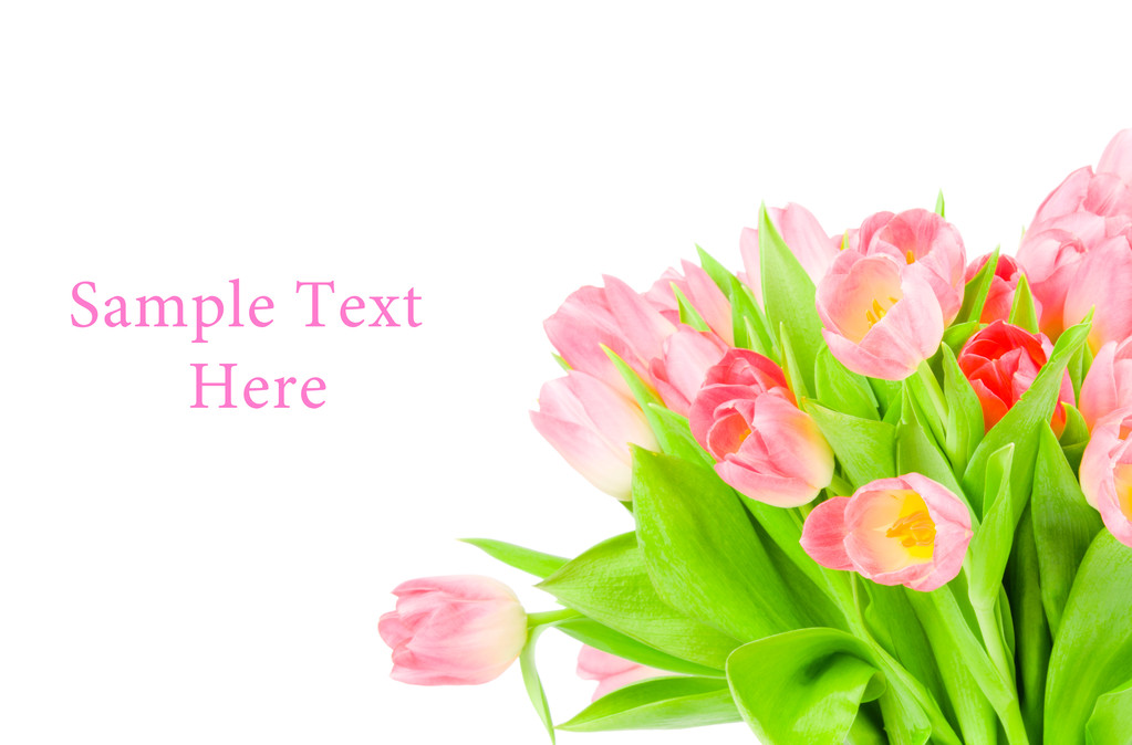 tulipány izolované na bílém pozadí - Fotografie, Obrázek