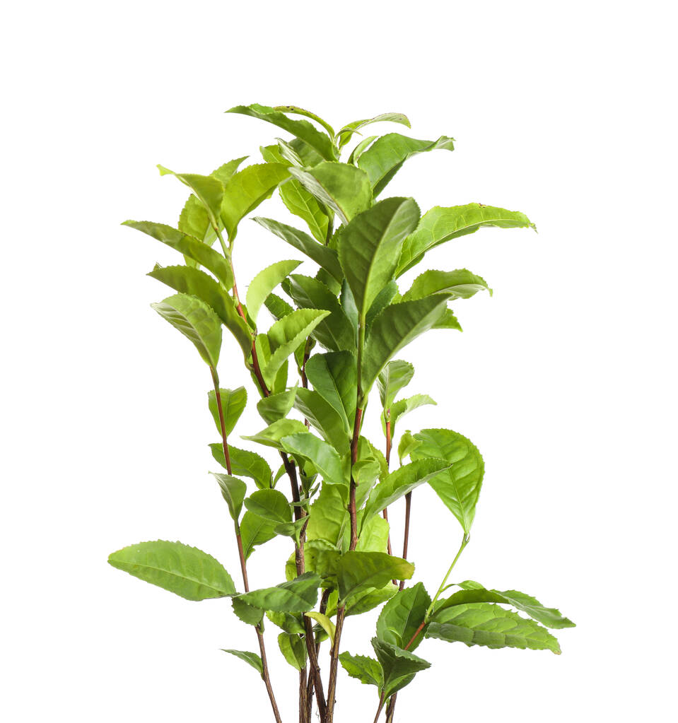 Plante de thé aux feuilles vertes fraîches isolées sur blanc
 - Photo, image