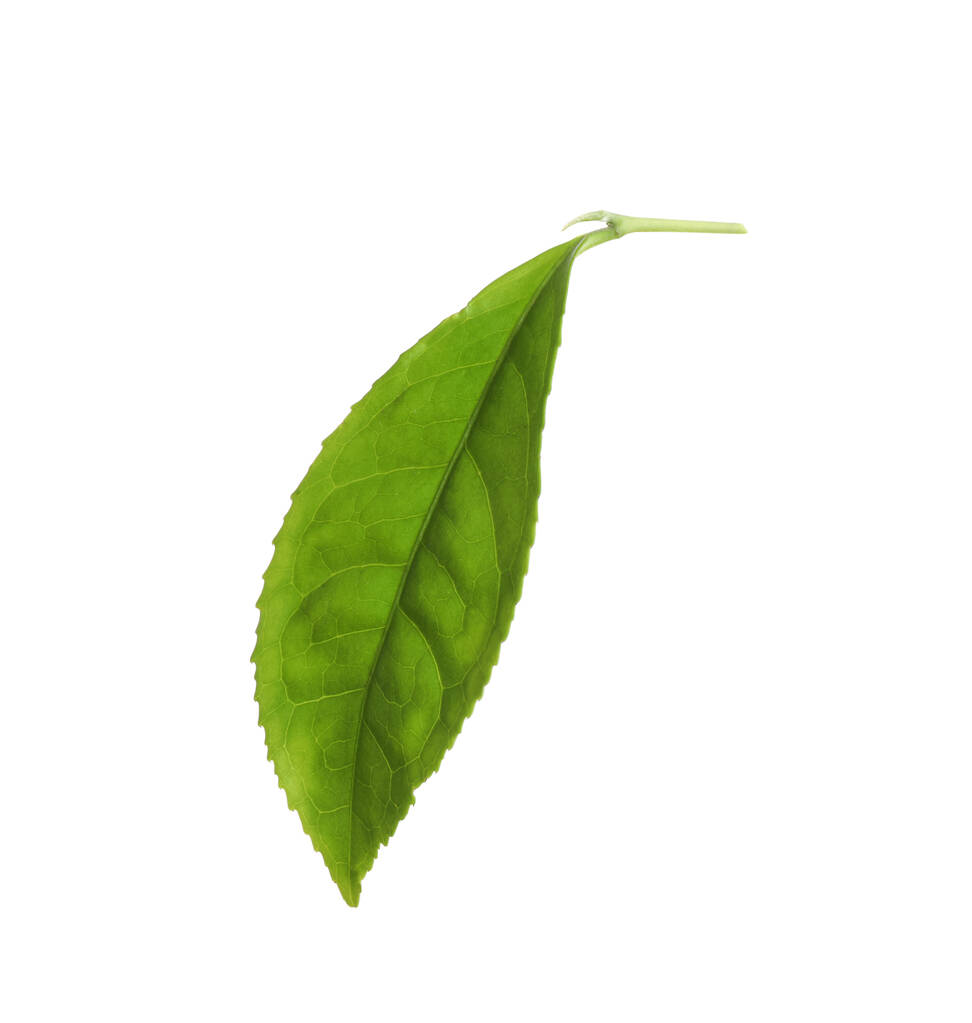 Świeże liście zielonej herbaty izolowane na białym - Zdjęcie, obraz