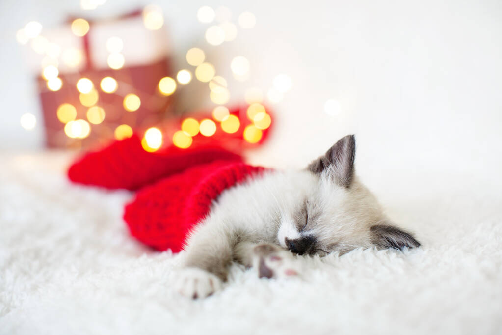 Gattino dormire in cappello di Natale - Foto, immagini