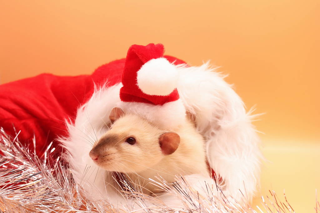 赤いクリスマスの帽子のネズミ。新年明けましておめでとうございます。. - 写真・画像