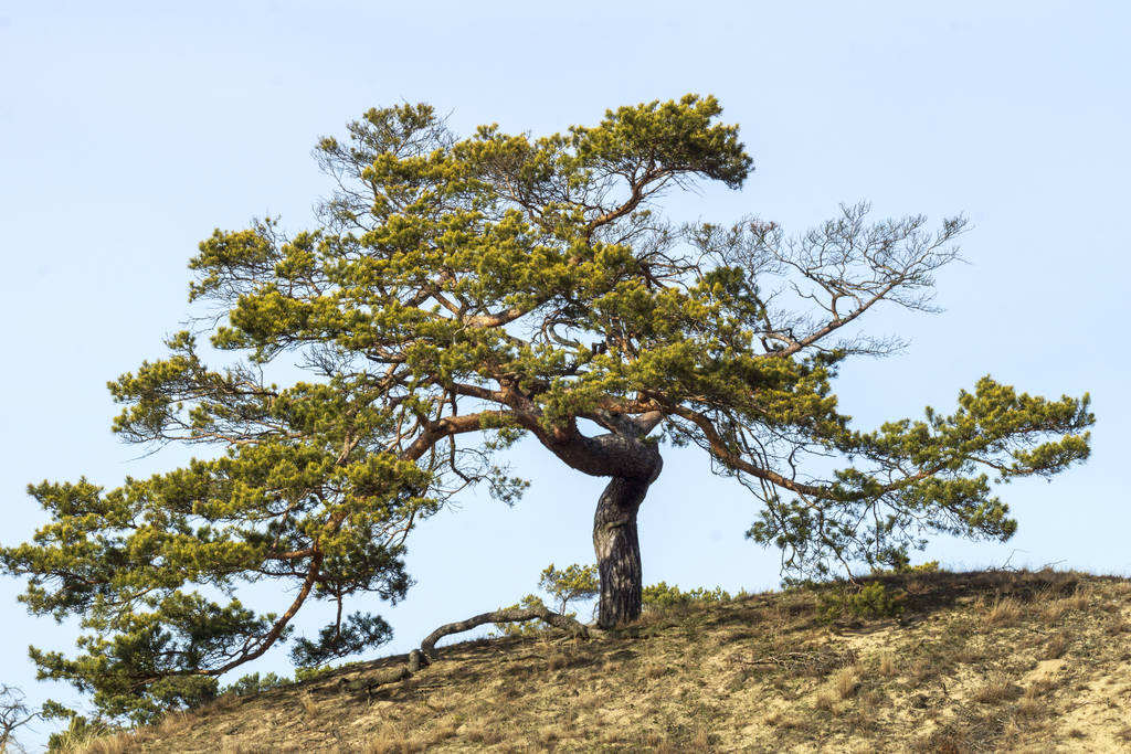 Drzewo z gałązkami na wzgórzu pod błękitnym niebem poziomym z rozbłyskiem - Zdjęcie, obraz