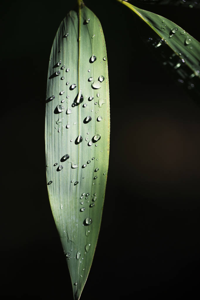 朝露の滴で竹の葉。暗いバ上のマクロクローズアップ - 写真・画像