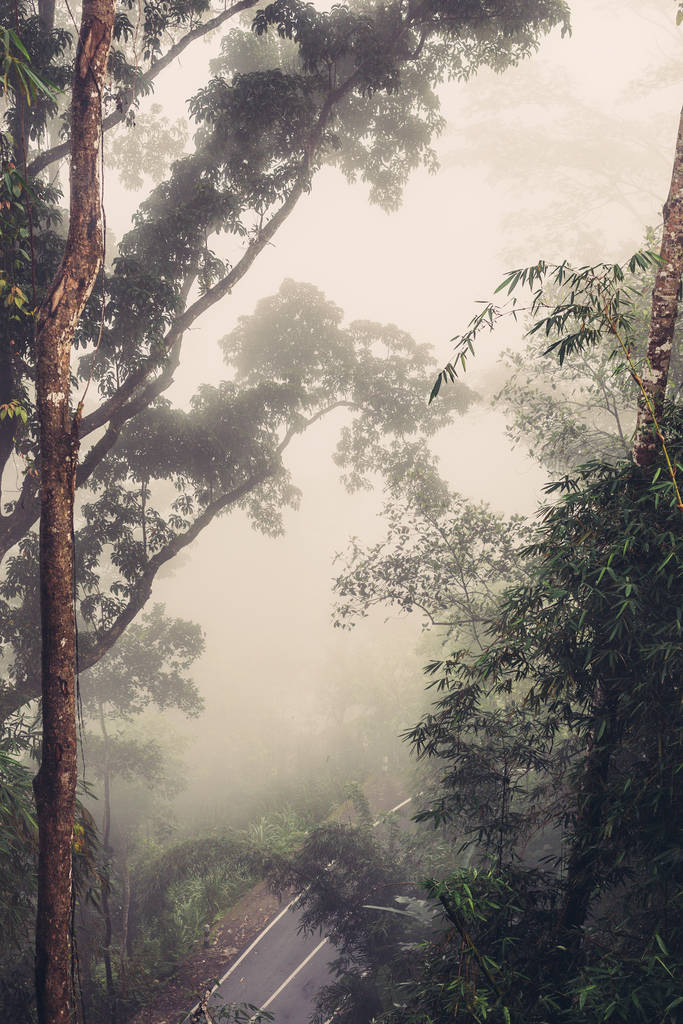 Weg in de jungle mistige bergen - Foto, afbeelding