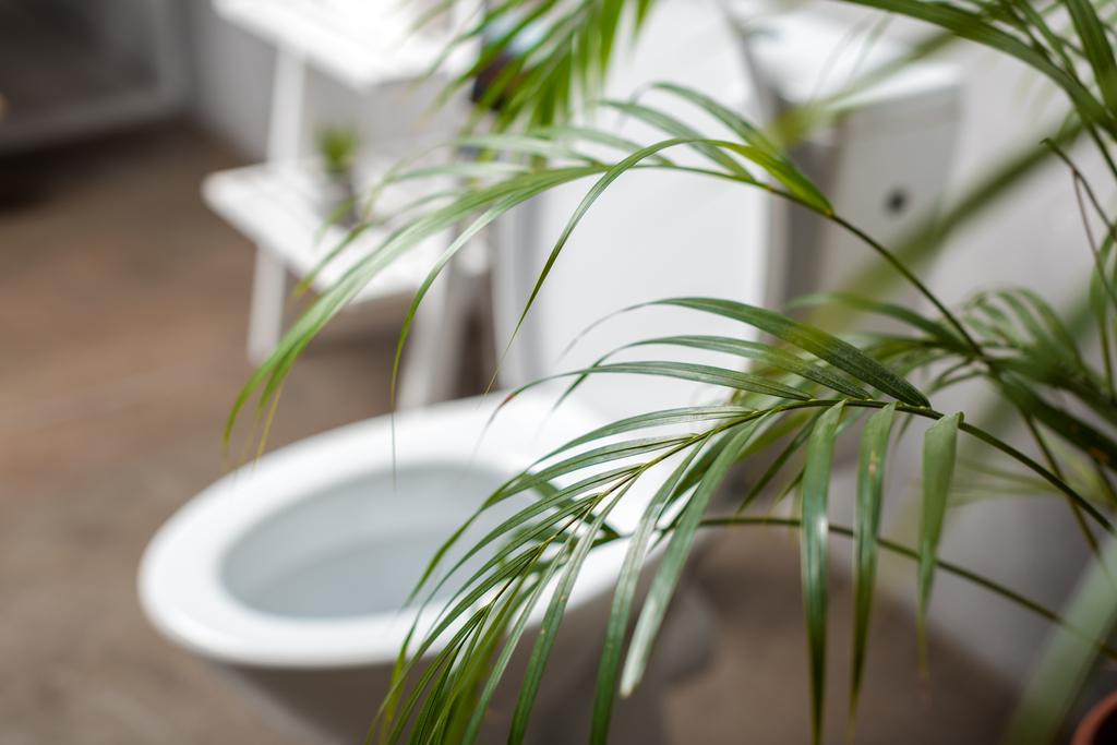 selektivní zaměření palmy a záchodové mísy v blízkosti stojanu - Fotografie, Obrázek
