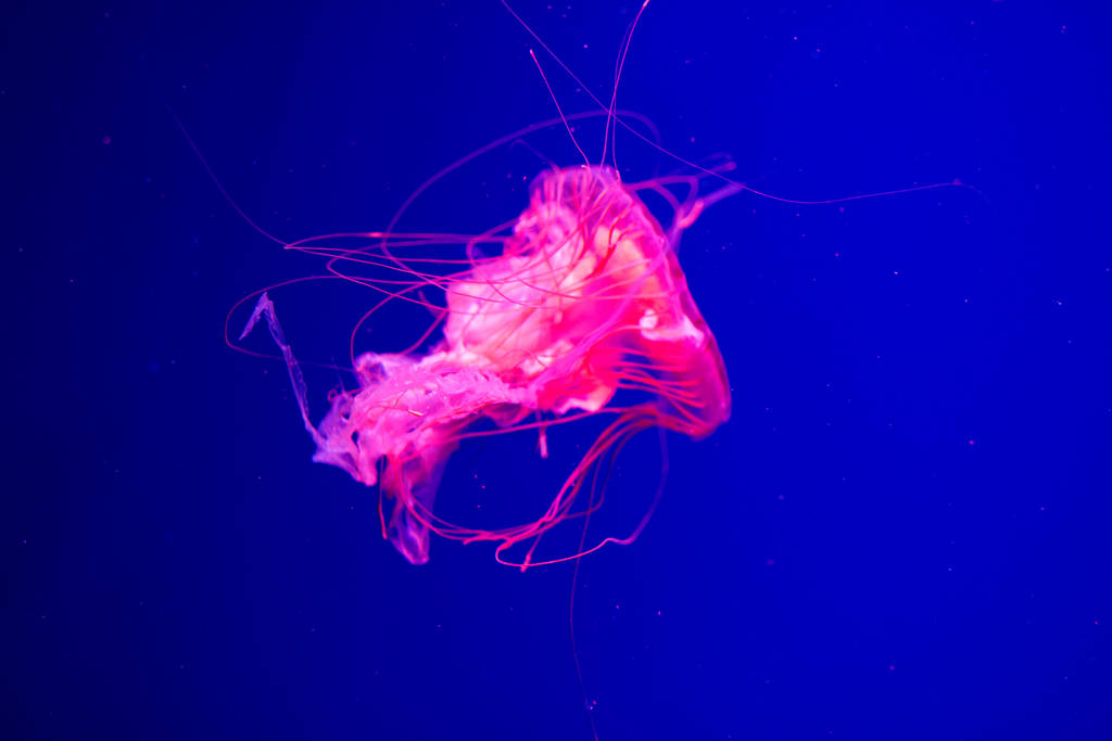 Denizanası akvaryumda yüzer. Güzel denizanası, neon ışığı altında denizanası. Denizanası denizinde sualtı yaşamı. - Fotoğraf, Görsel