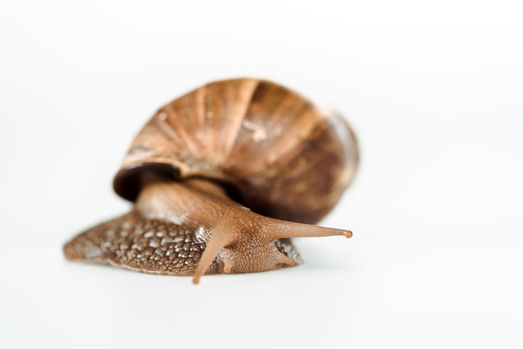 slimy brown snail isolated on white - 写真・画像