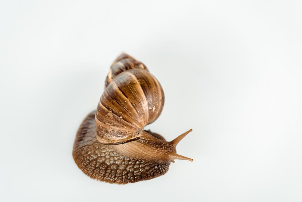 widok górny slimy brązowy ślimak izolowane na białym - Zdjęcie, obraz