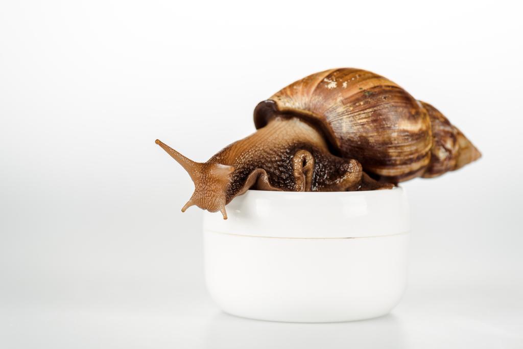 brown snail on cosmetic cream container on white background - Photo, Image