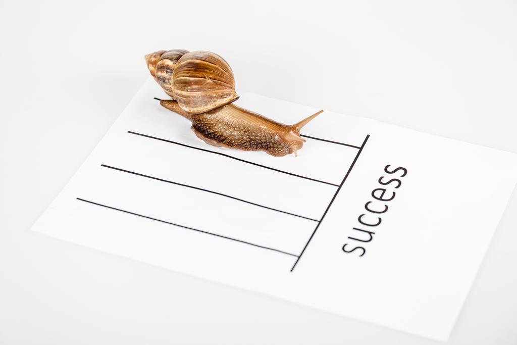 slimy brown snail on white paper with success lettering isolated on white - Photo, Image