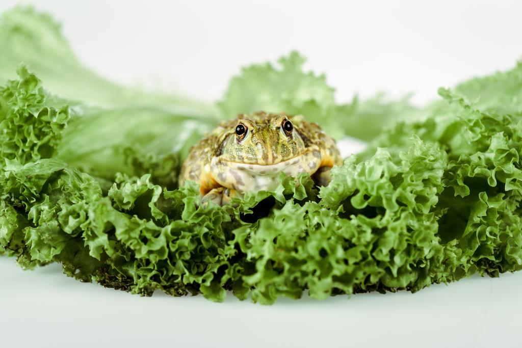 close up view of cute green frog on lettuce leaves isolated on white - 写真・画像