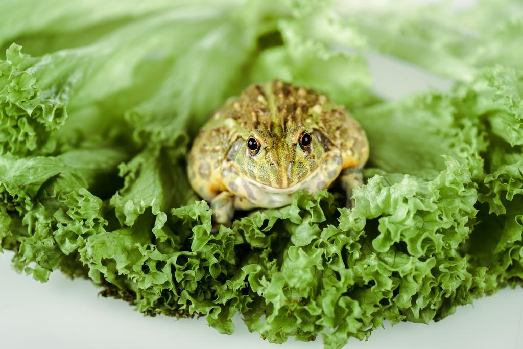 Nahaufnahme von niedlichen grünen Frosch auf Salatblättern isoliert auf weiß - Foto, Bild