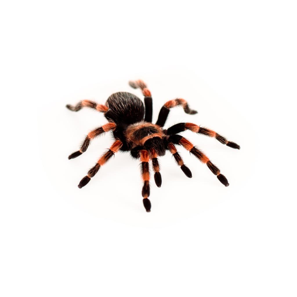 araña peluda negra y roja aislada en blanco
 - Foto, Imagen