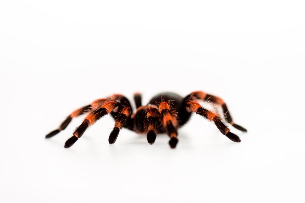 zwart en rood harige spin geïsoleerd op wit - Foto, afbeelding