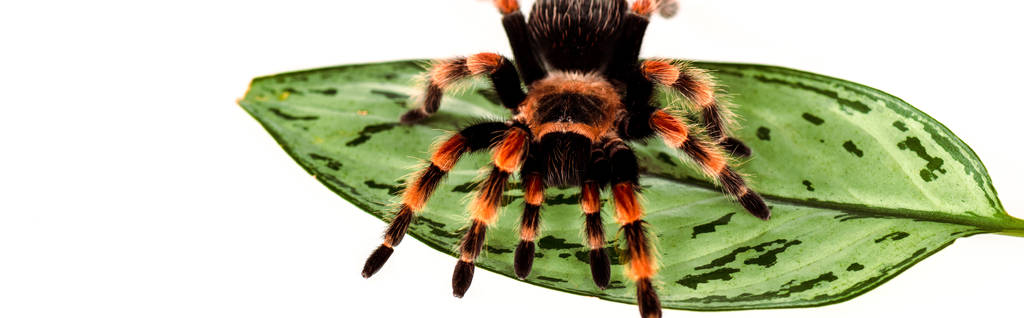 μαύρο και κόκκινο τριχωτό αράχνη σε πράσινο φύλλο απομονώνονται σε λευκό, πανοραμική βολή - Φωτογραφία, εικόνα